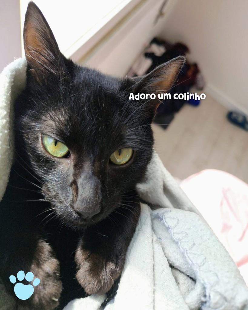 Bento, gato de porte pequeno para adoção em Porto Alegre - RS — foto 3 de 4