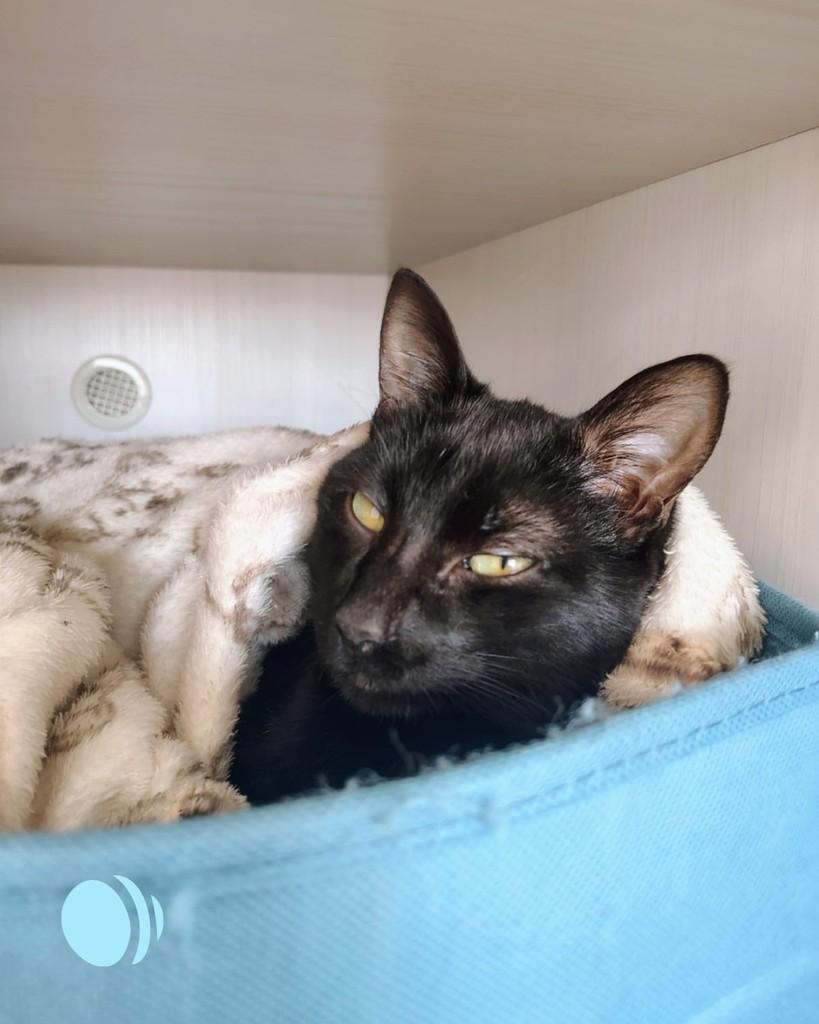 Bento, gato de porte pequeno para adoção em Porto Alegre - RS — foto 4 de 4