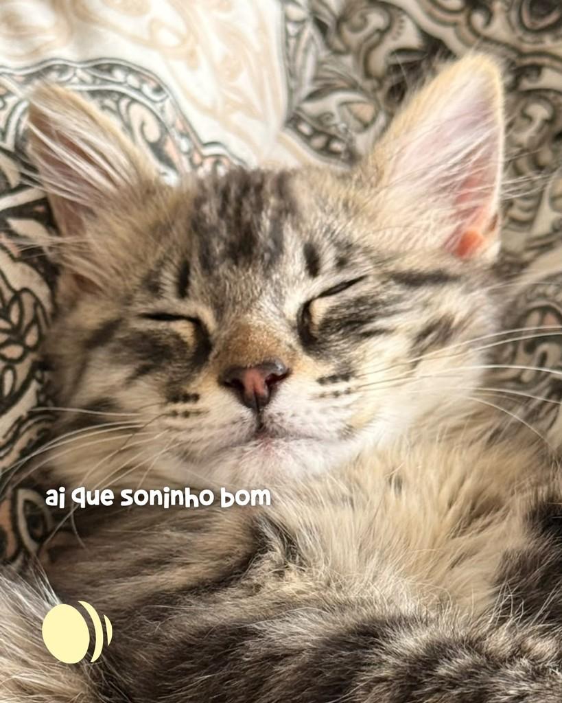 Fiapo de Manga, gato de porte pequeno para adoção em Porto Alegre - RS