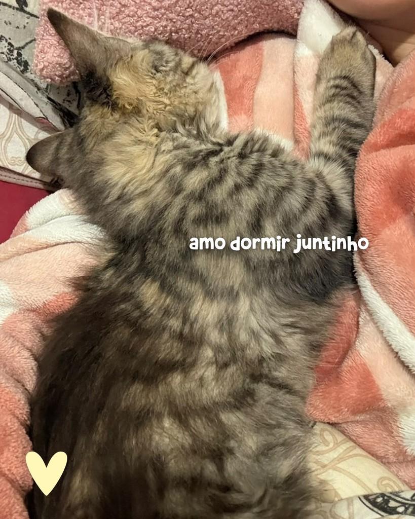 Fiapo de Manga, gato de porte pequeno para adoção em Porto Alegre - RS — foto 4 de 6