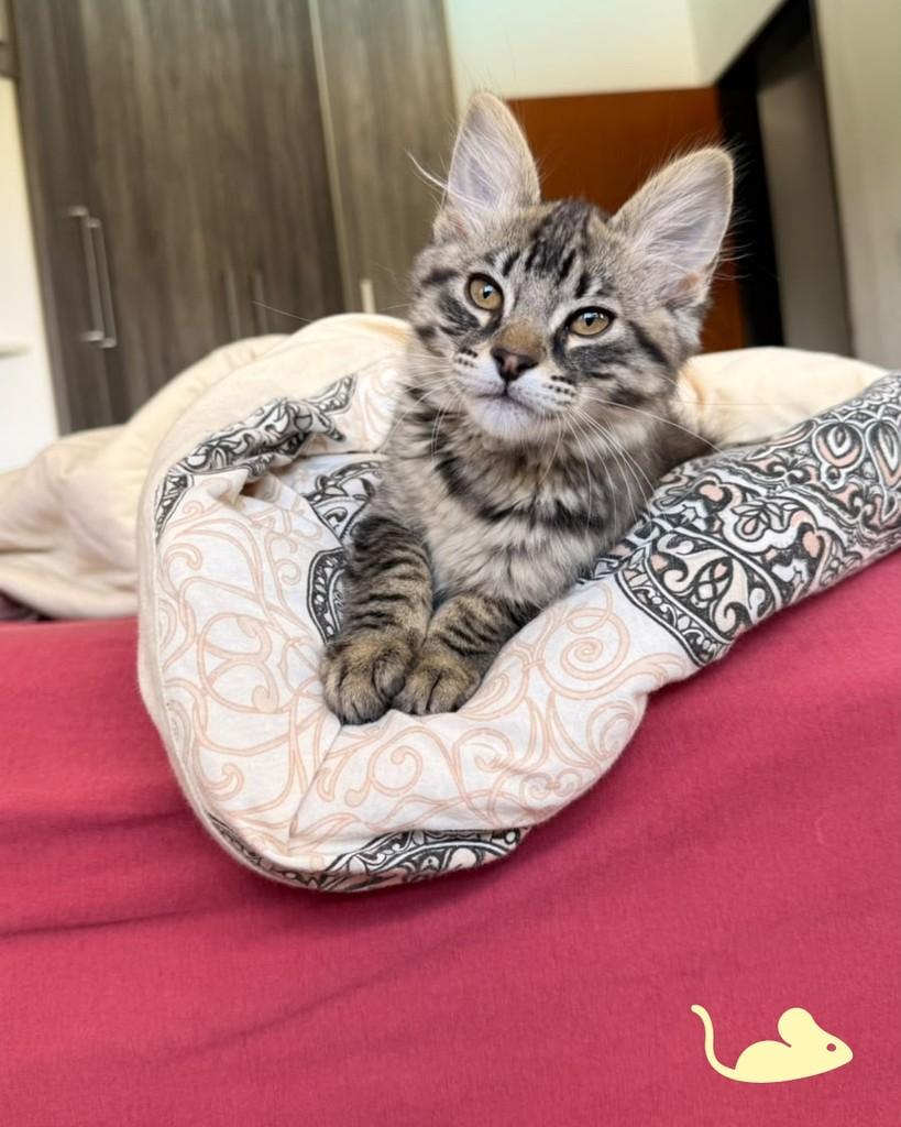 Fiapo de Manga, gato de porte pequeno para adoção em Porto Alegre - RS — foto 5 de 6