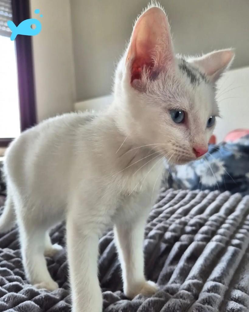 Júlio, gato de porte pequeno para adoção em Porto Alegre - RS