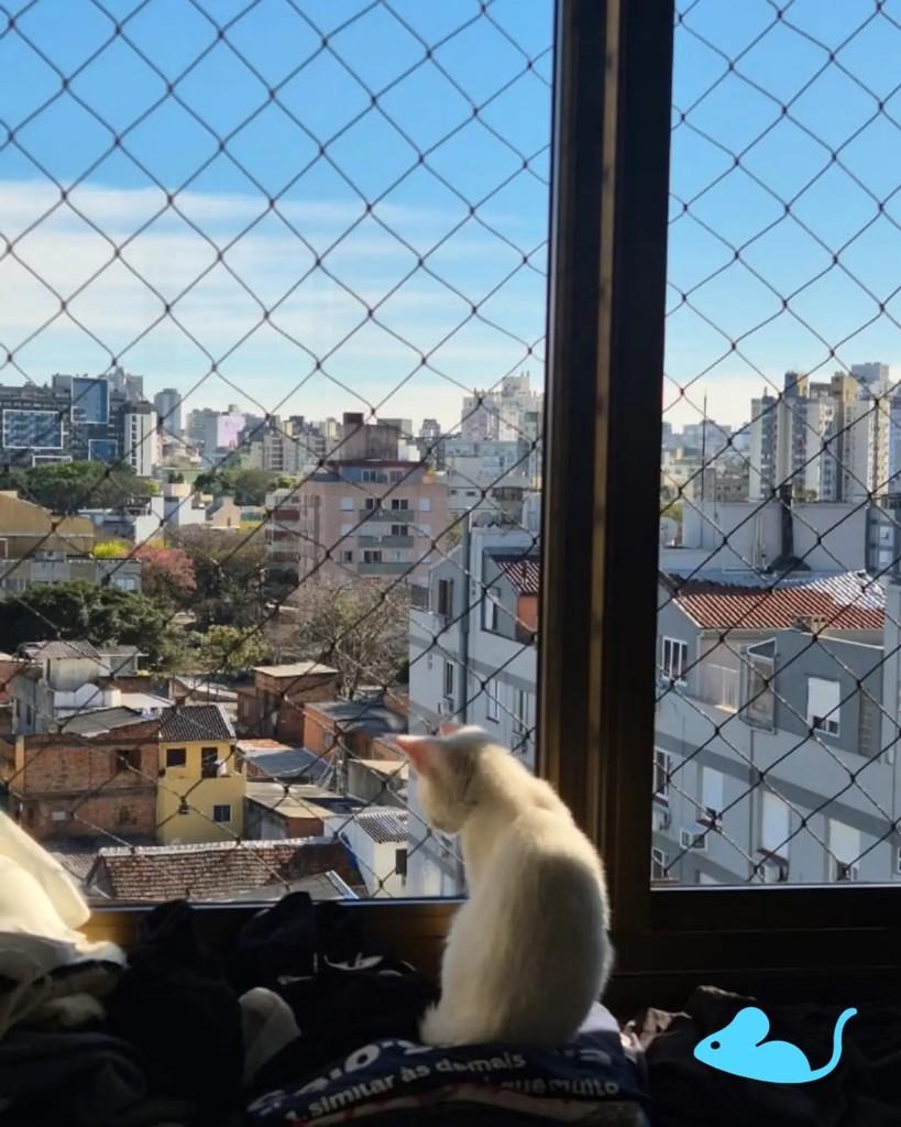 Júlio, gato de porte pequeno para adoção em Porto Alegre - RS — foto 2 de 4