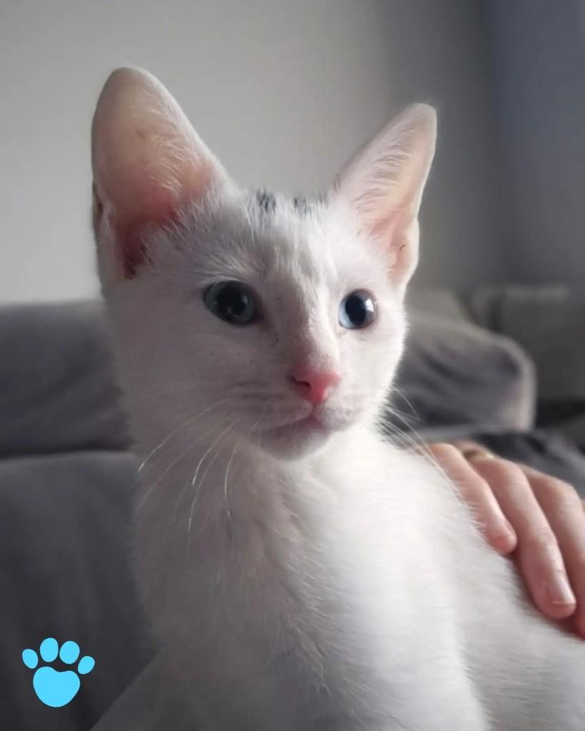 Júlio, gato de porte pequeno para adoção em Porto Alegre - RS — foto 3 de 4