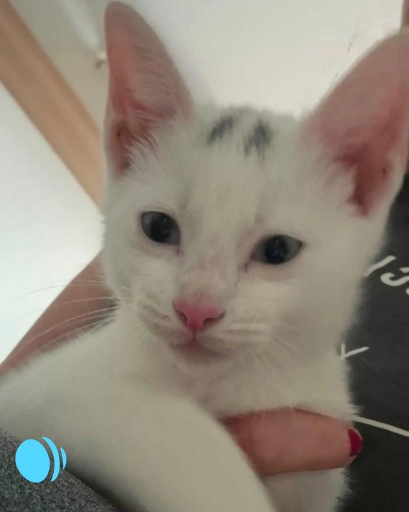Júlio, gato de porte pequeno para adoção em Porto Alegre - RS — foto 4 de 4