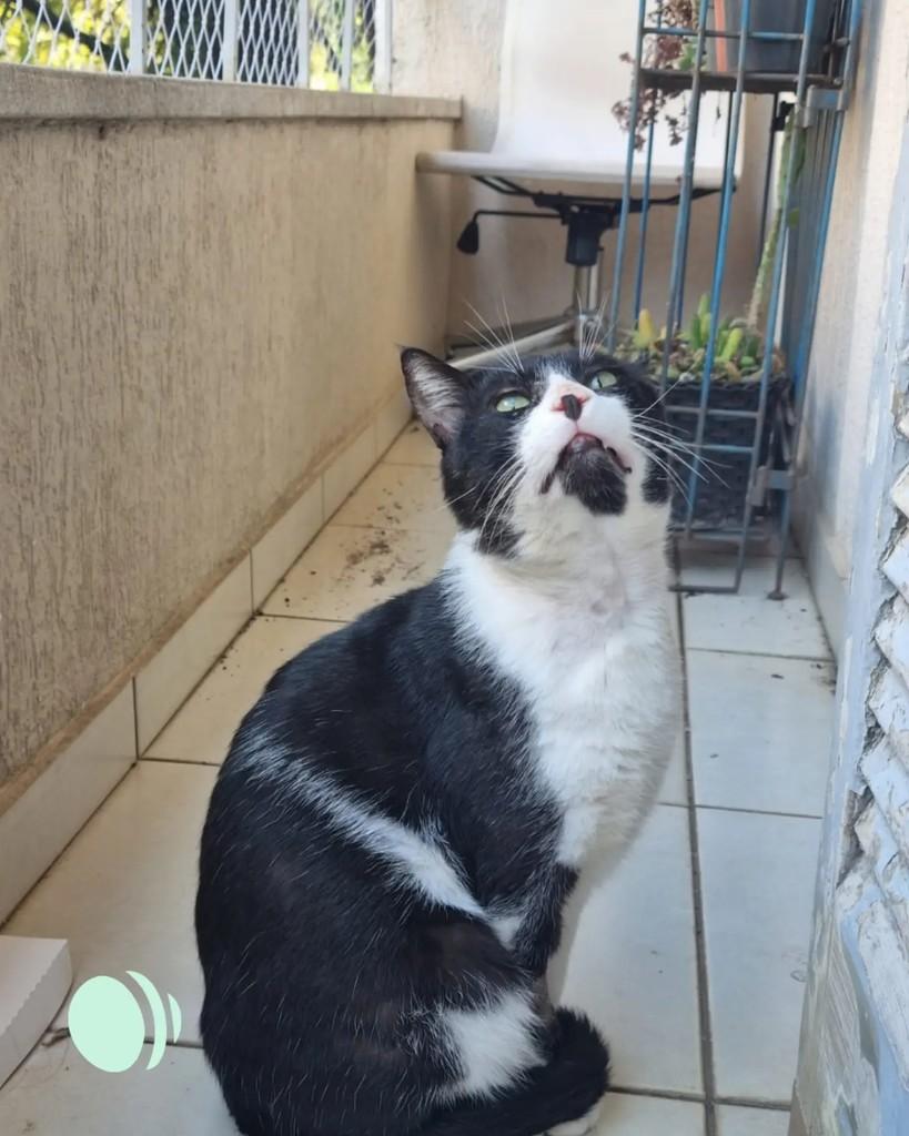 Leôncio, gato de porte médio para adoção em Porto Alegre - RS