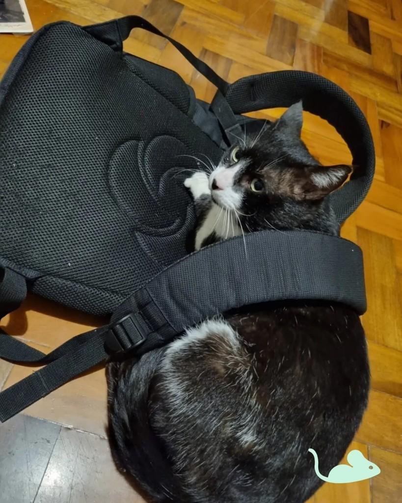 Leôncio, gato de porte médio para adoção em Porto Alegre - RS — foto 2 de 7