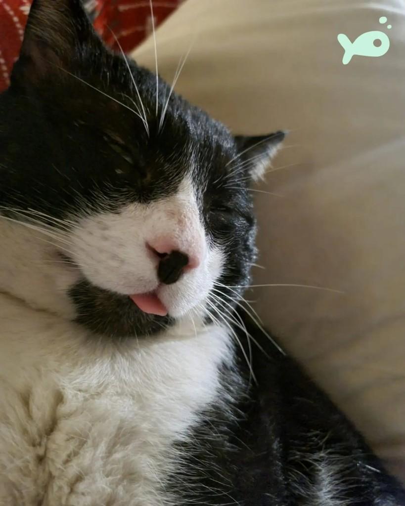 Leôncio, gato de porte médio para adoção em Porto Alegre - RS — foto 3 de 7