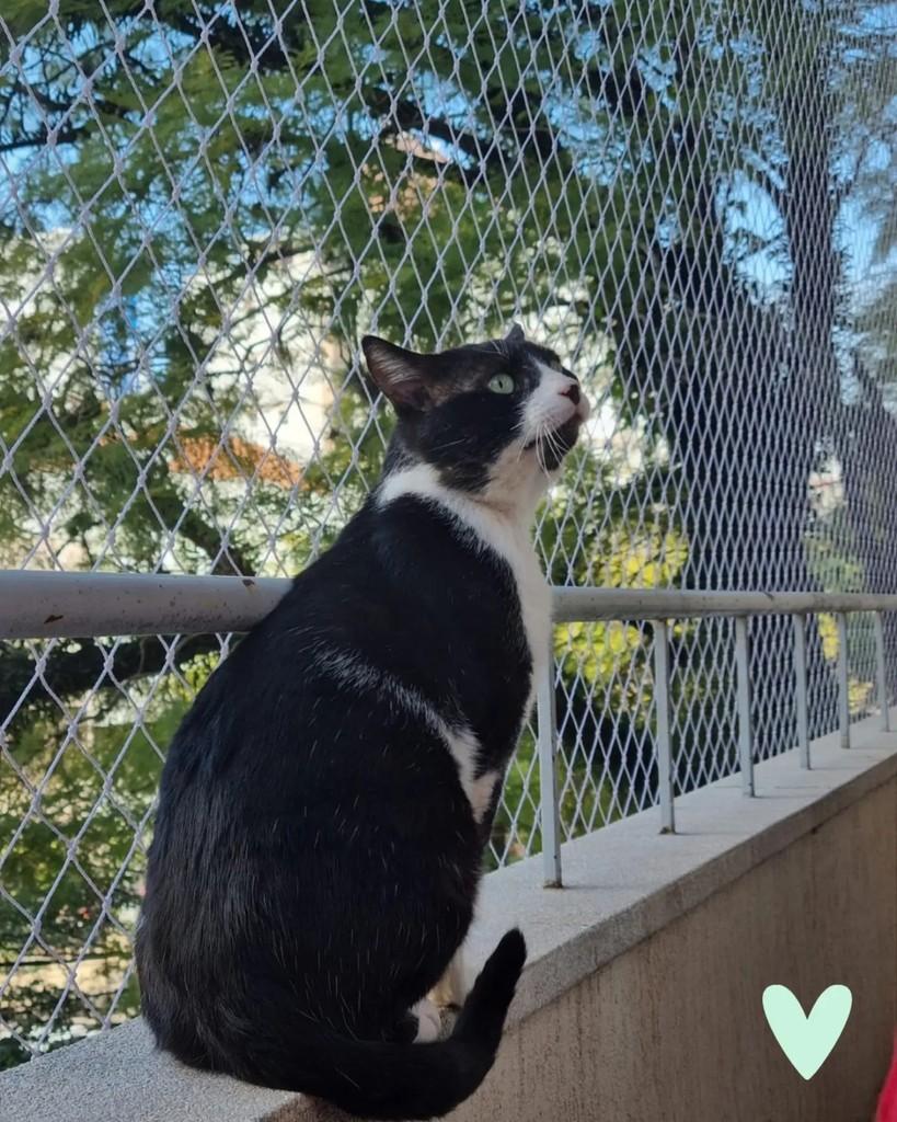 Leôncio, gato de porte médio para adoção em Porto Alegre - RS — foto 4 de 7