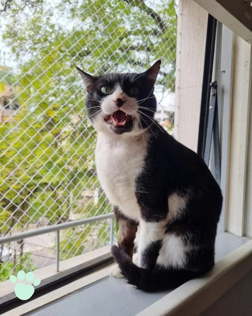 Leôncio, gato de porte médio para adoção em Porto Alegre - RS — foto 5 de 7