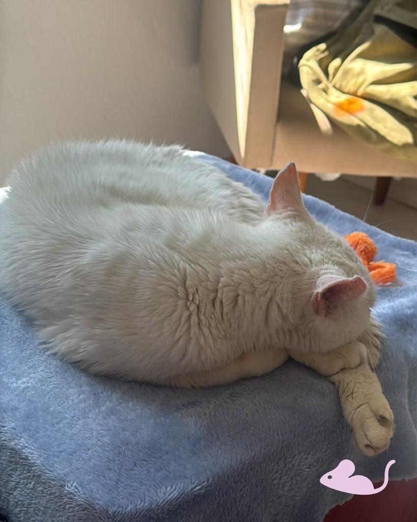 Serafina, gata de porte médio para adoção em Porto Alegre - RS — foto 2 de 4