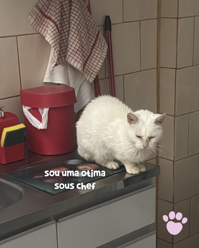 Serafina, gata de porte médio para adoção em Porto Alegre - RS — foto 3 de 4