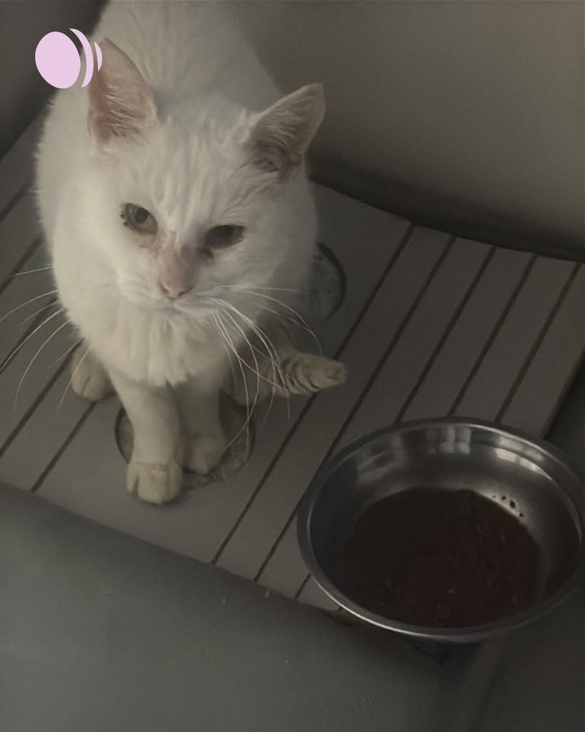 Serafina, gata de porte médio para adoção em Porto Alegre - RS — foto 4 de 4