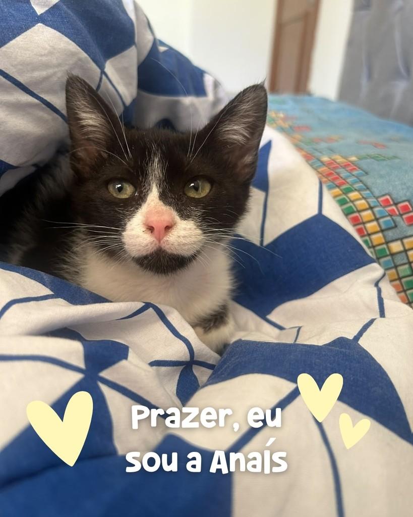 Anaís, gata de porte pequeno para adoção em Porto Alegre - RS