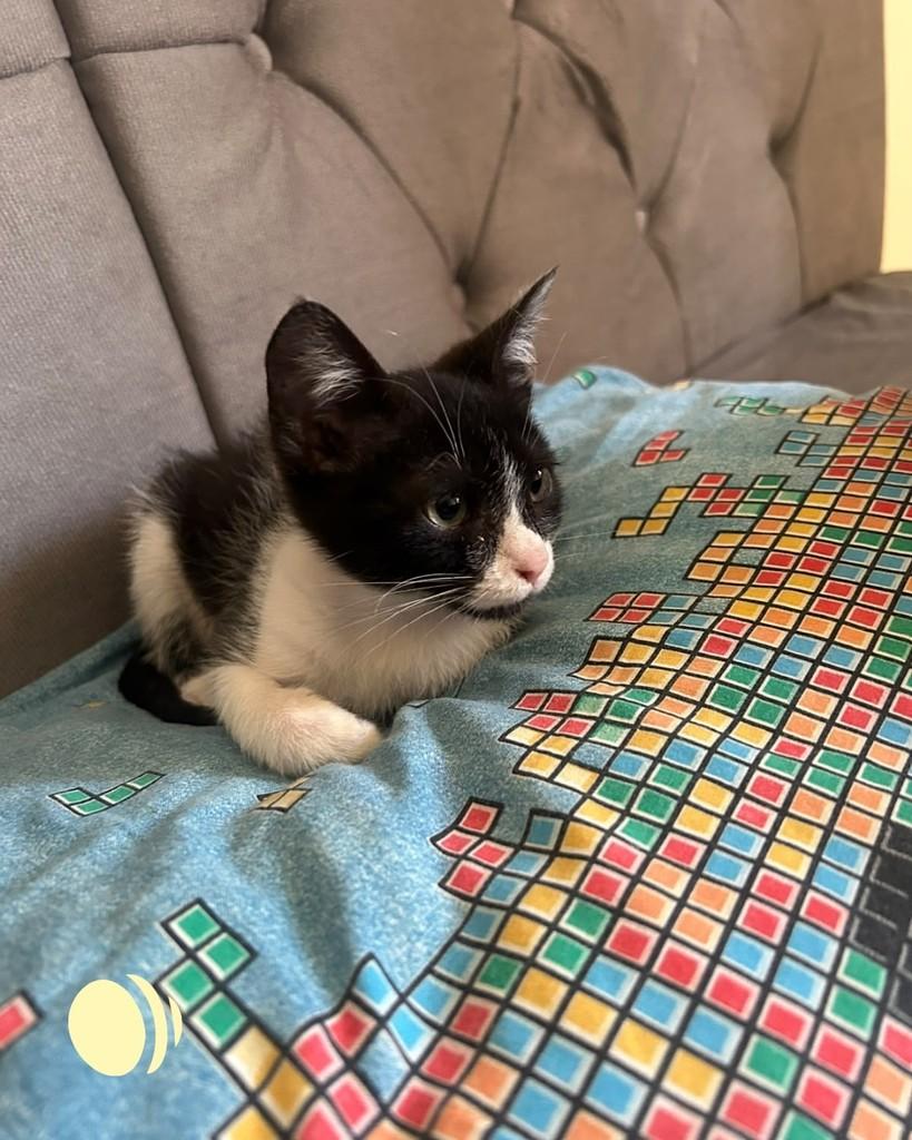 Anaís, gata de porte pequeno para adoção em Porto Alegre - RS — foto 2 de 4