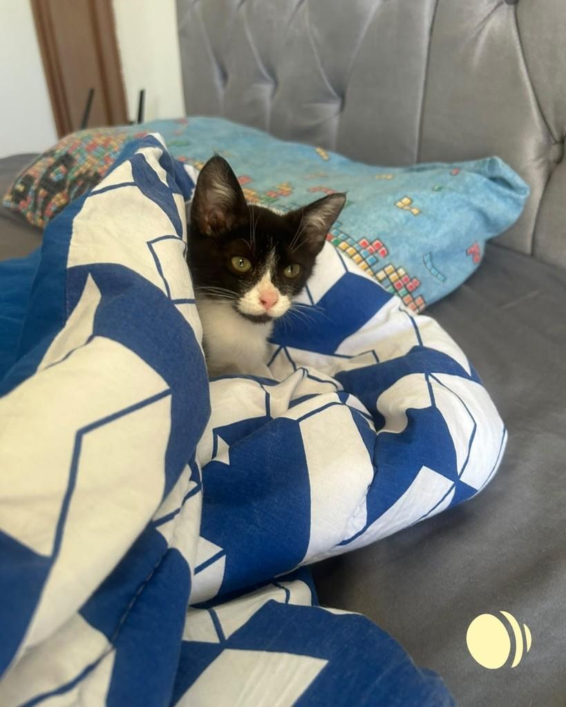 Anaís, gata de porte pequeno para adoção em Porto Alegre - RS — foto 4 de 4