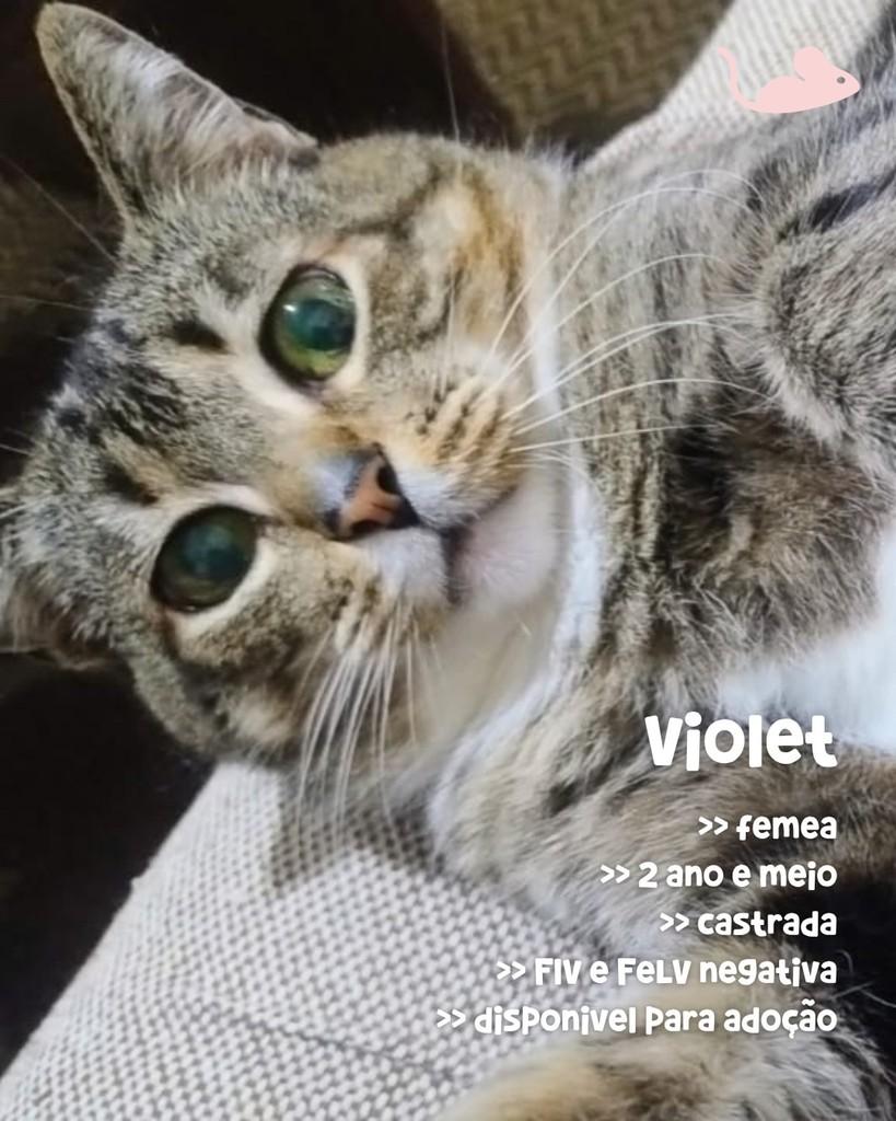 Violet, gata de porte pequeno para adoção em Porto Alegre - RS