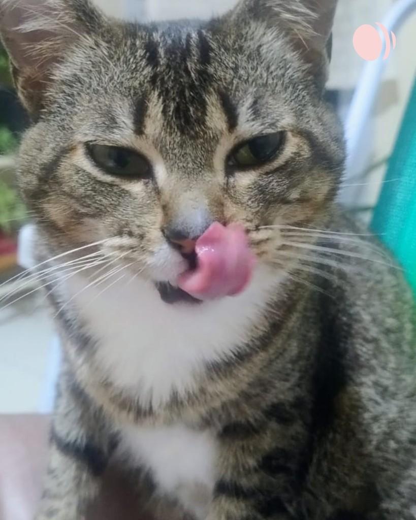 Violet, gata de porte pequeno para adoção em Porto Alegre - RS — foto 2 de 3