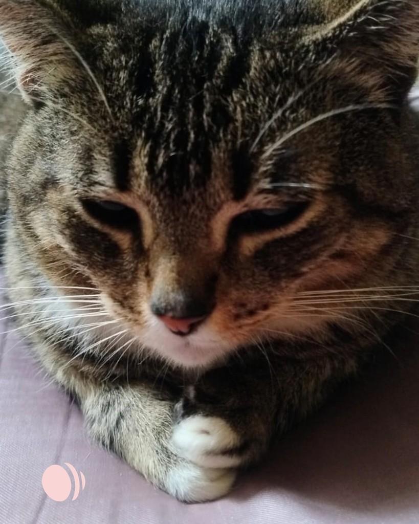 Violet, gata de porte pequeno para adoção em Porto Alegre - RS — foto 3 de 3
