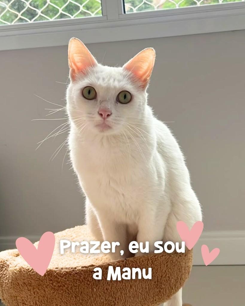 Manu, gata de porte pequeno para adoção em Porto Alegre - RS