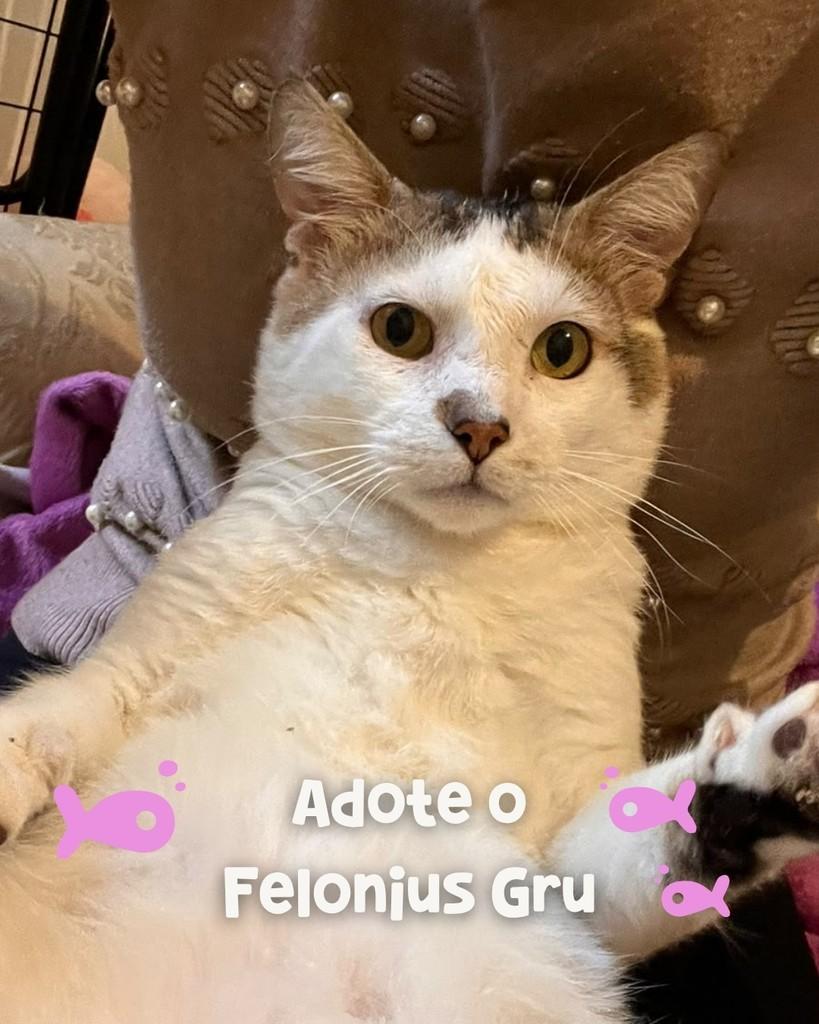 Gru, gato de porte médio para adoção em Porto Alegre - RS