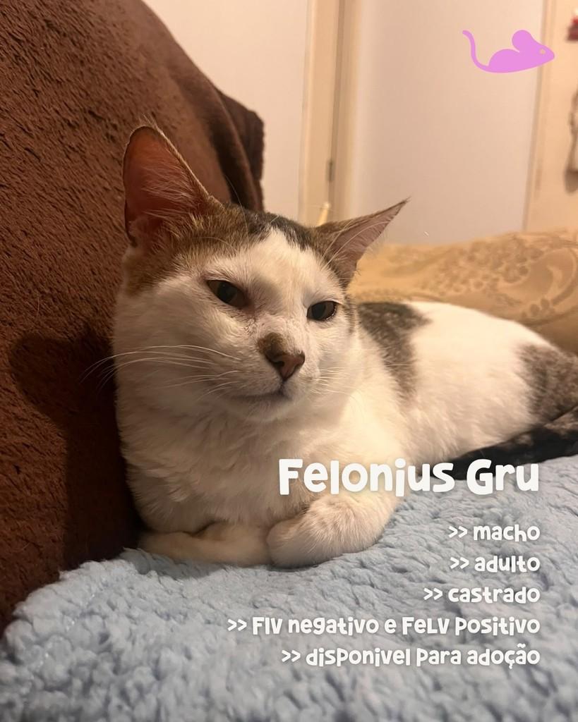 Gru, gato de porte médio para adoção em Porto Alegre - RS — foto 2 de 5