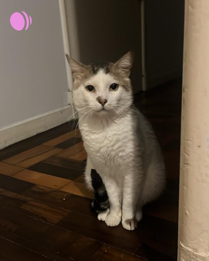 Gru, gato de porte médio para adoção em Porto Alegre - RS — foto 3 de 5