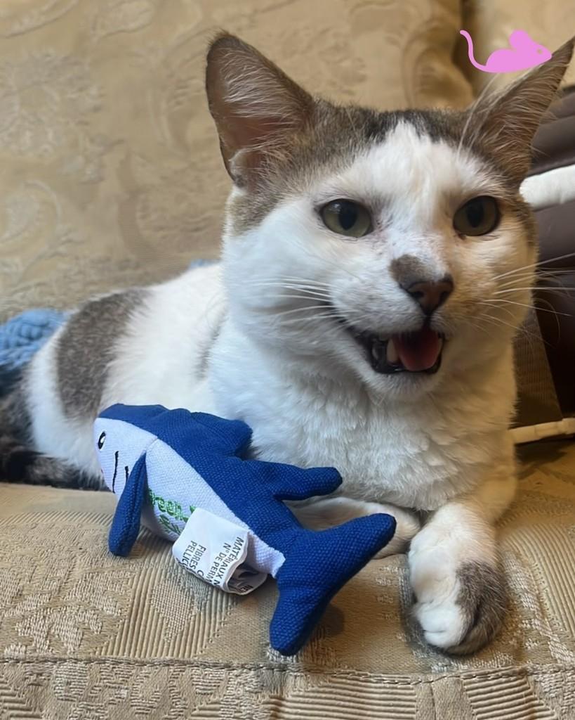 Gru, gato de porte médio para adoção em Porto Alegre - RS — foto 4 de 5