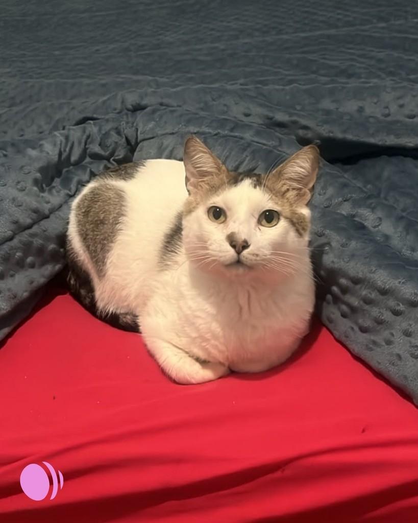 Gru, gato de porte médio para adoção em Porto Alegre - RS — foto 5 de 5