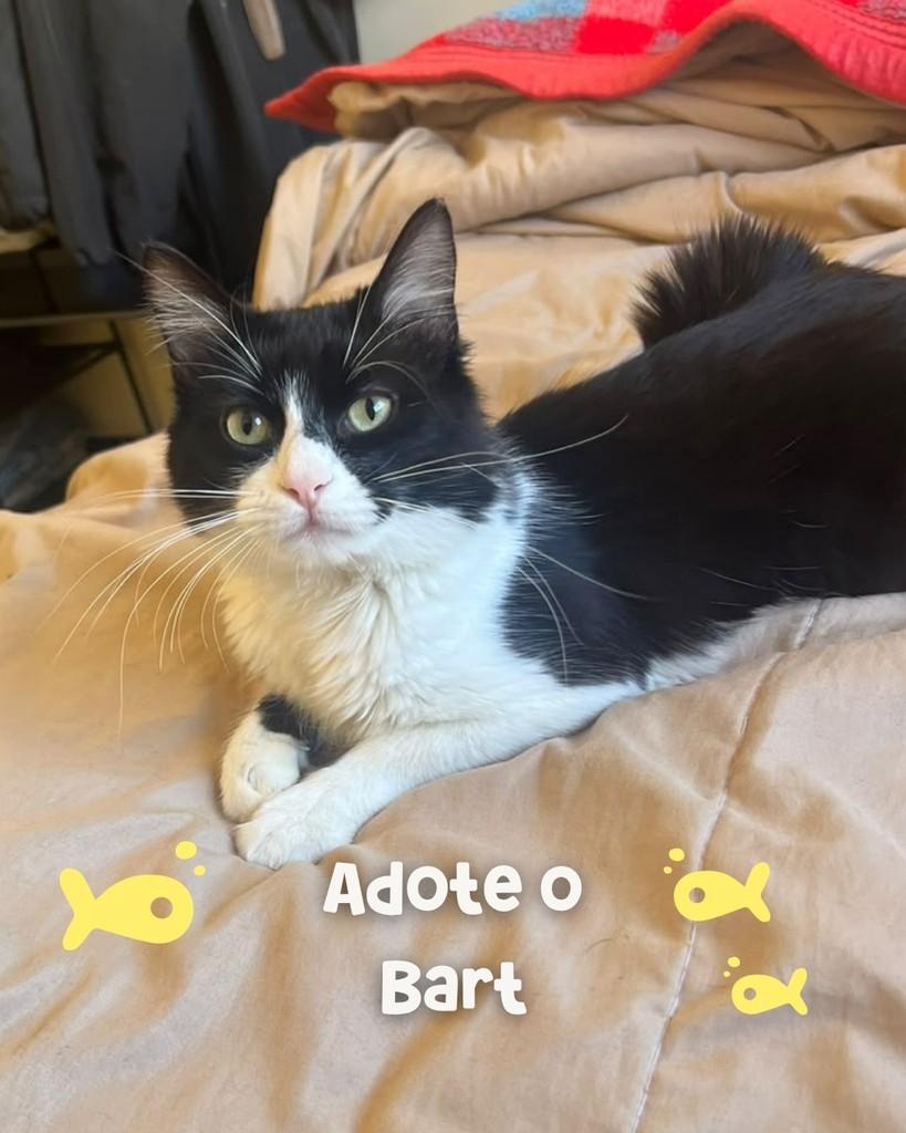 Bart, gato de porte médio para adoção em Porto Alegre - RS