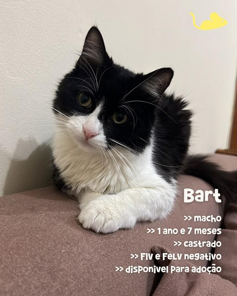 Bart, gato de porte médio para adoção em Porto Alegre - RS — foto 2 de 5