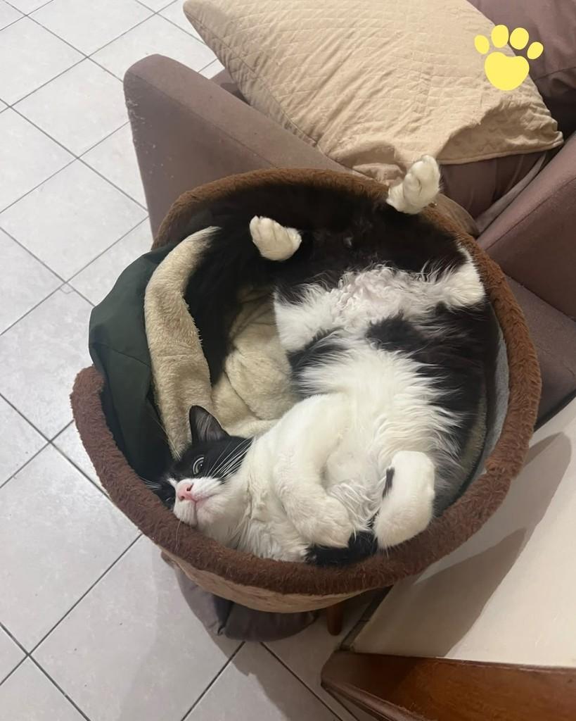 Bart, gato de porte médio para adoção em Porto Alegre - RS — foto 3 de 5