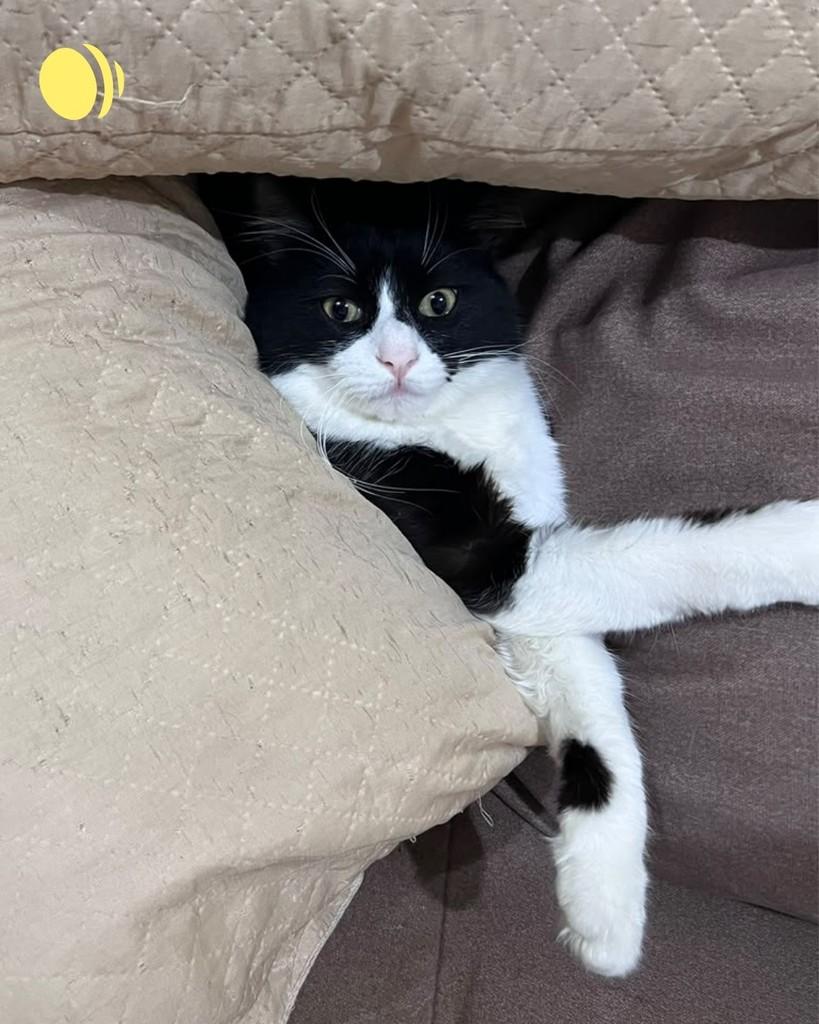 Bart, gato de porte médio para adoção em Porto Alegre - RS — foto 4 de 5