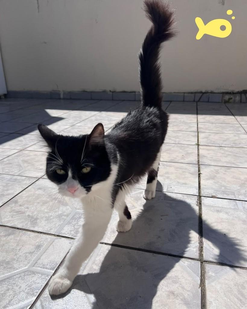 Bart, gato de porte médio para adoção em Porto Alegre - RS — foto 5 de 5