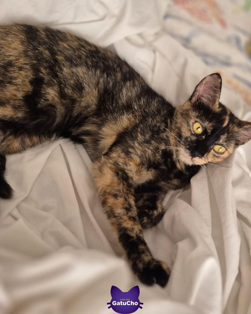 Elza, gata de porte pequeno para adoção em São Paulo - SP