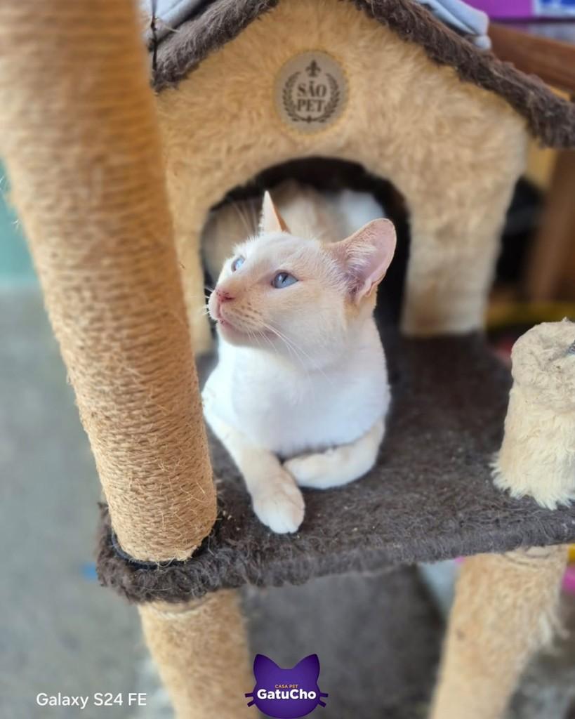 Bello, gato de porte pequeno para adoção em São Paulo - SP