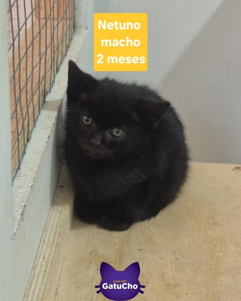 Netuno, gato de porte pequeno para adoção em São Paulo - SP