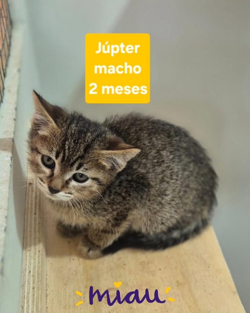 Júpiter, gato de porte pequeno para adoção em São Paulo - SP