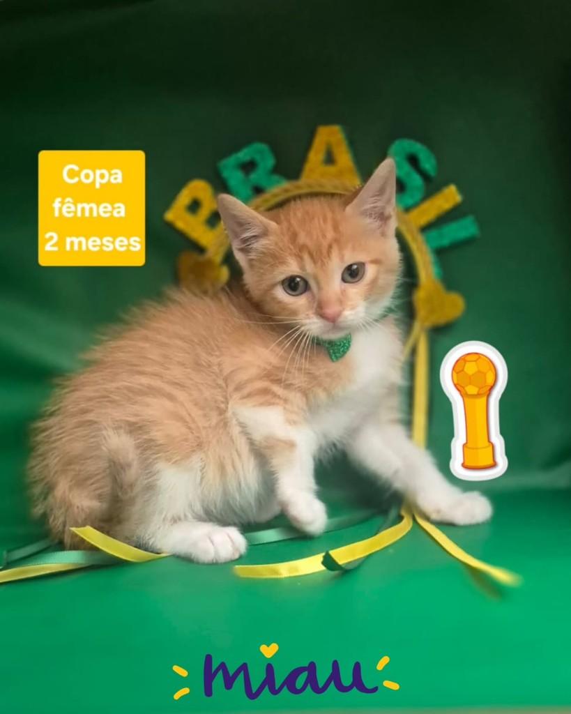 Copa, gata de porte pequeno para adoção em São Paulo - SP