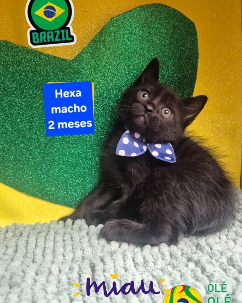 Hexa, gato de porte pequeno para adoção em São Paulo - SP