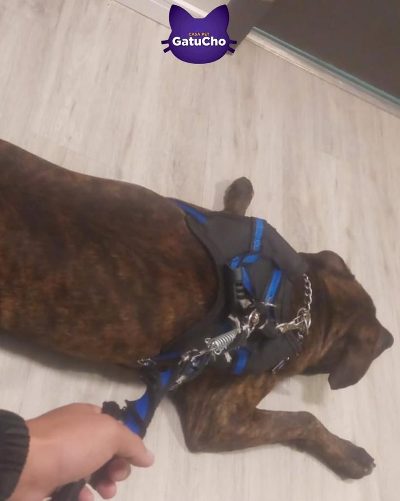 Tigrão, cachorro de porte grande para adoção em São Paulo - SP