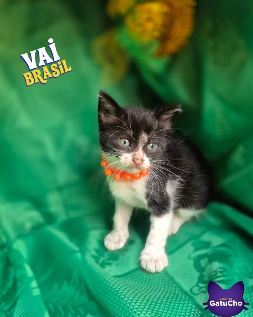 Gabriela Magalhães, gato de porte pequeno para adoção em São Paulo - SP
