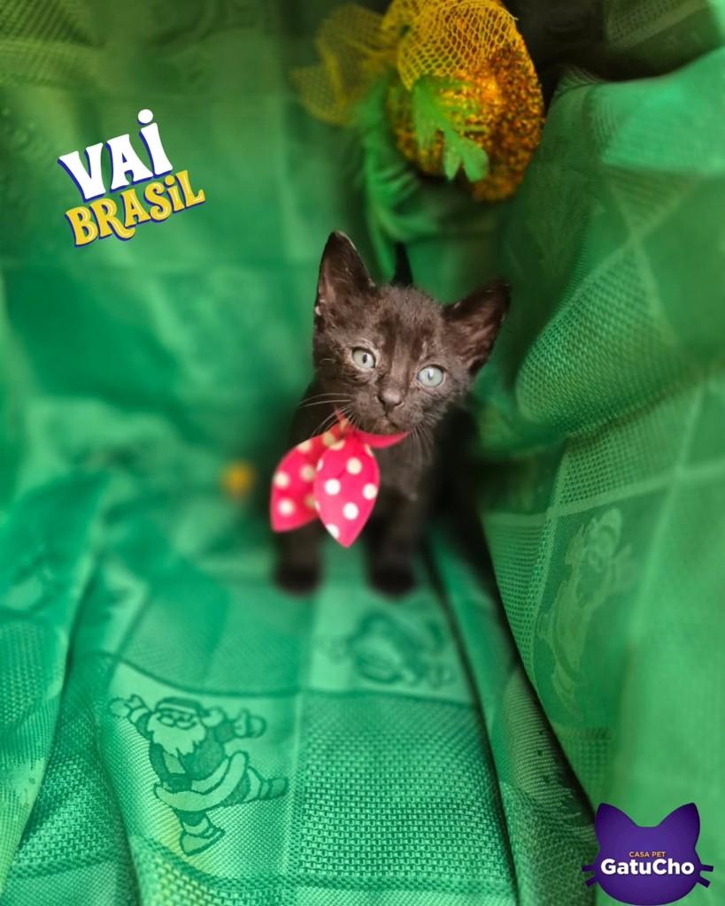 Raphinha, gata de porte pequeno para adoção em São Paulo - SP