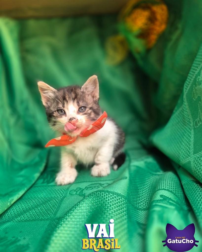 Igora, gato de porte pequeno para adoção em São Paulo - SP