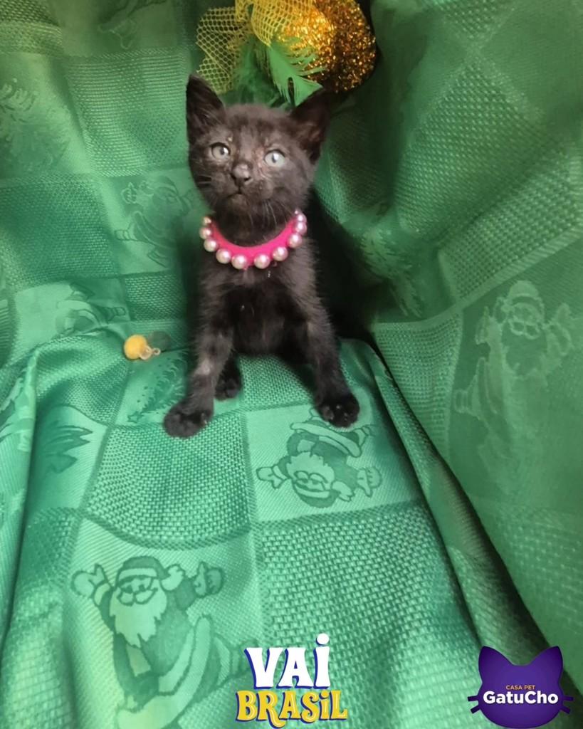 Alexa, gato de porte pequeno para adoção em São Paulo - SP