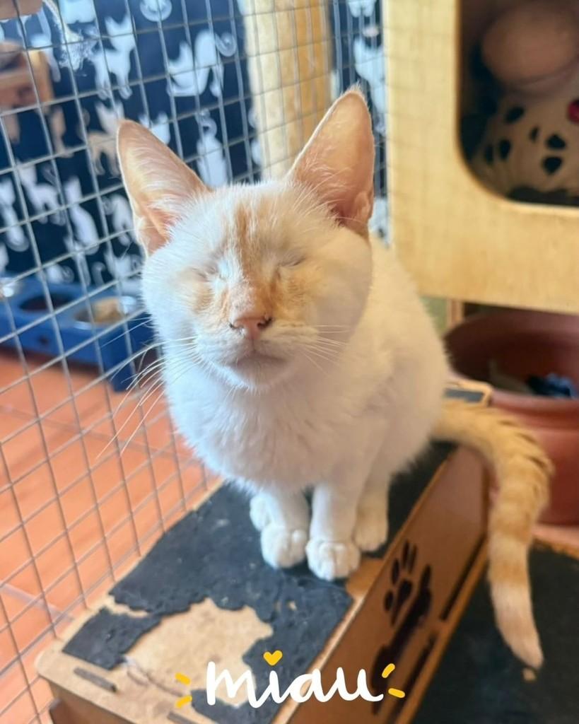 Alaska, gato para adoção em São Paulo - SP