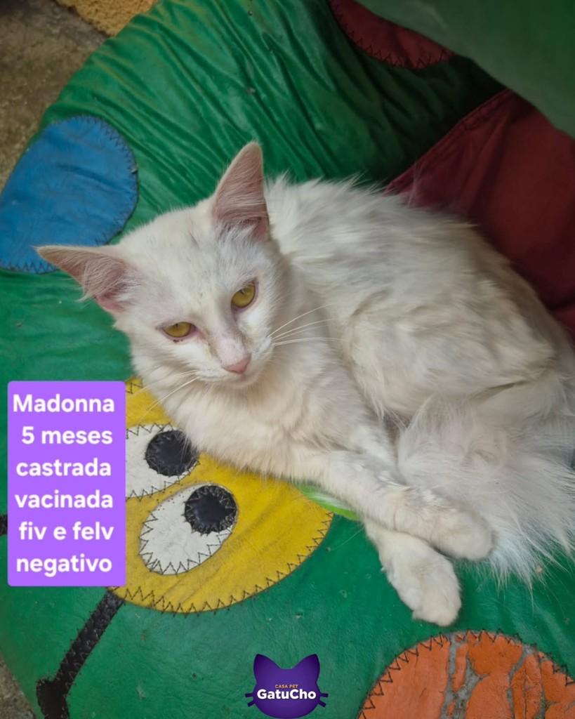 Madonna, gato para adoção em São Paulo - SP
