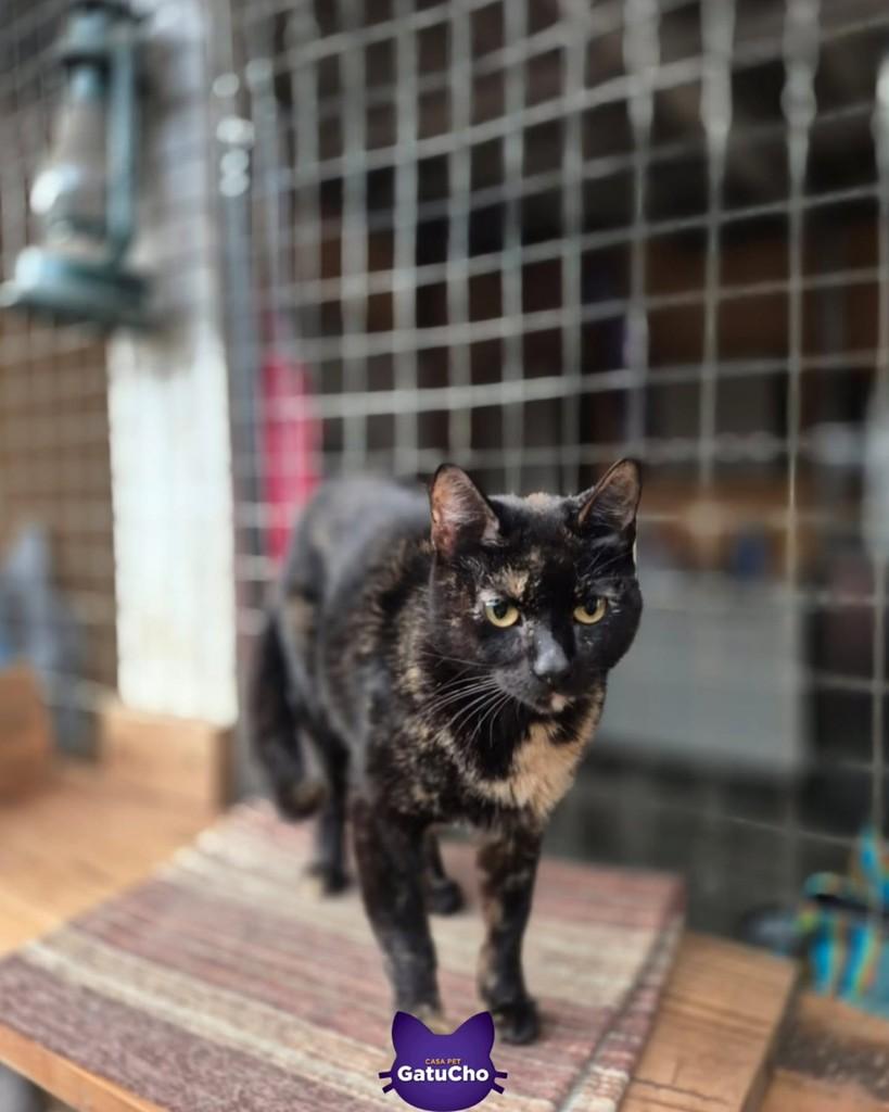 Anastácia, gata de porte pequeno para adoção em São Paulo - SP