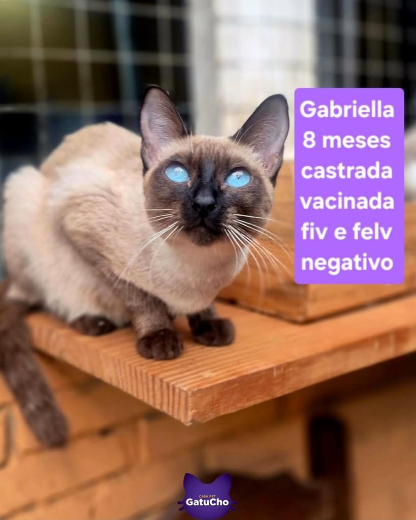 Gabriella, gata de porte pequeno para adoção em São Paulo - SP