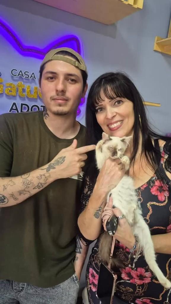 Clarinha, gato para adoção em São Paulo - SP